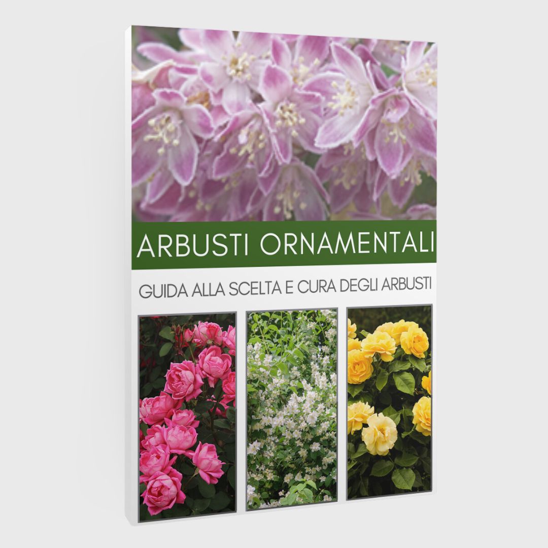 ARBUSTI ORNAMENTALI