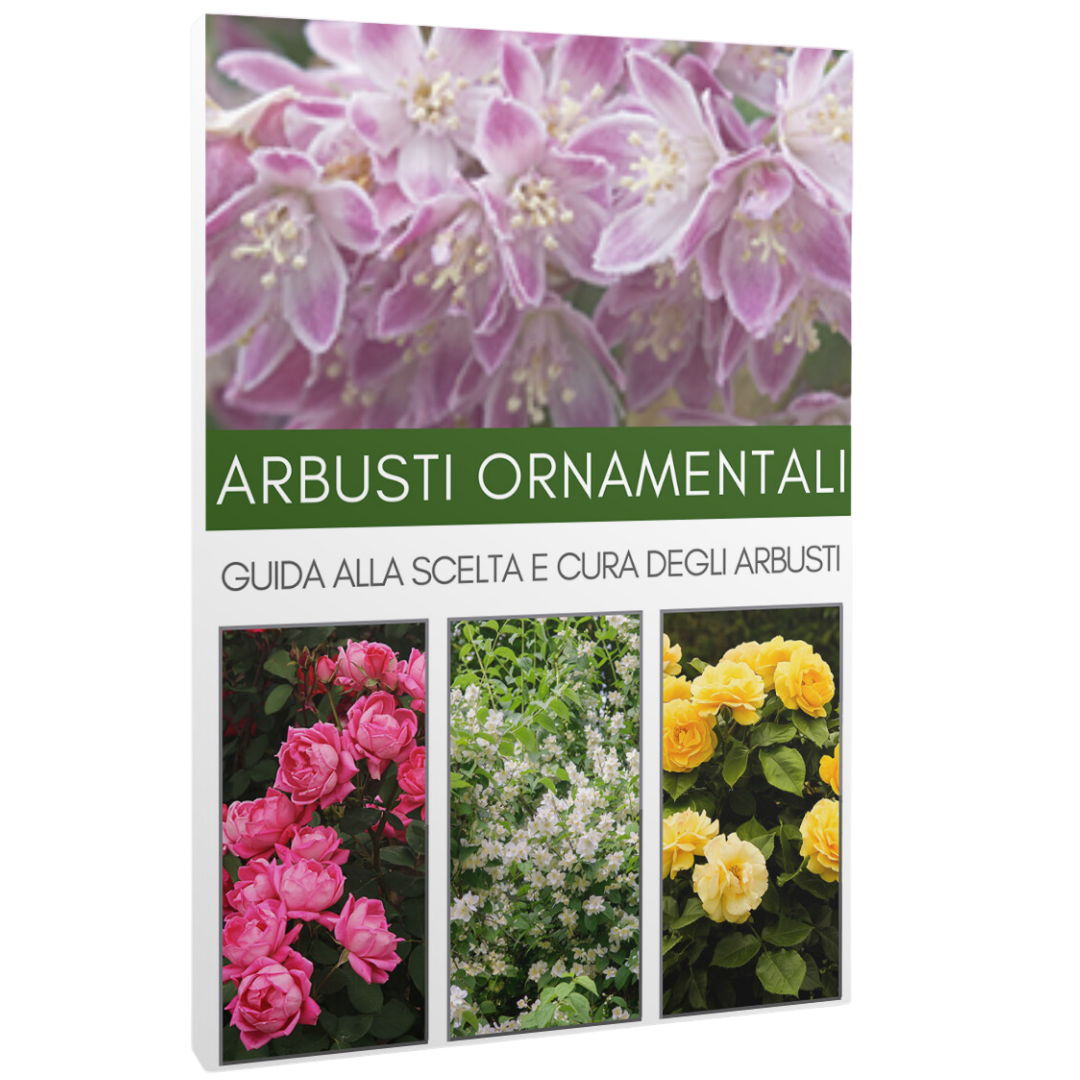 ARBUSTI ORNAMENTALI